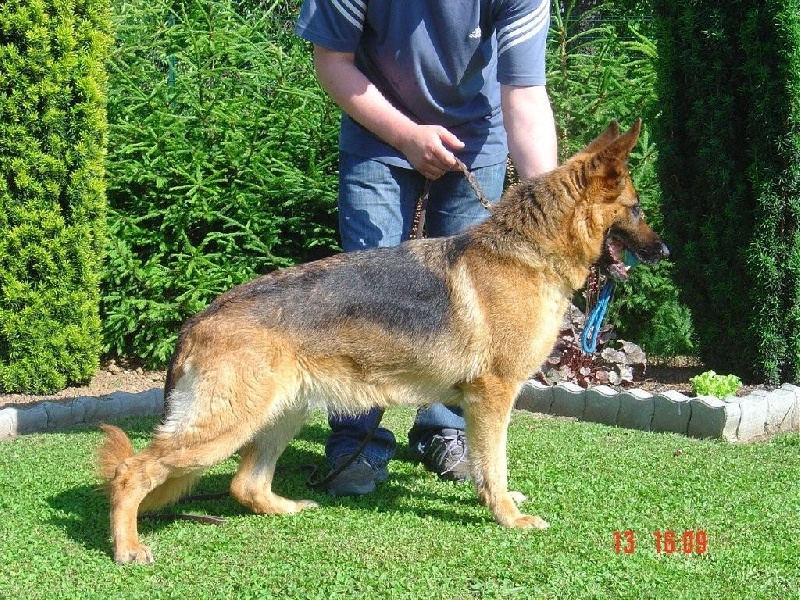 Tassia Vom wildsteiger land