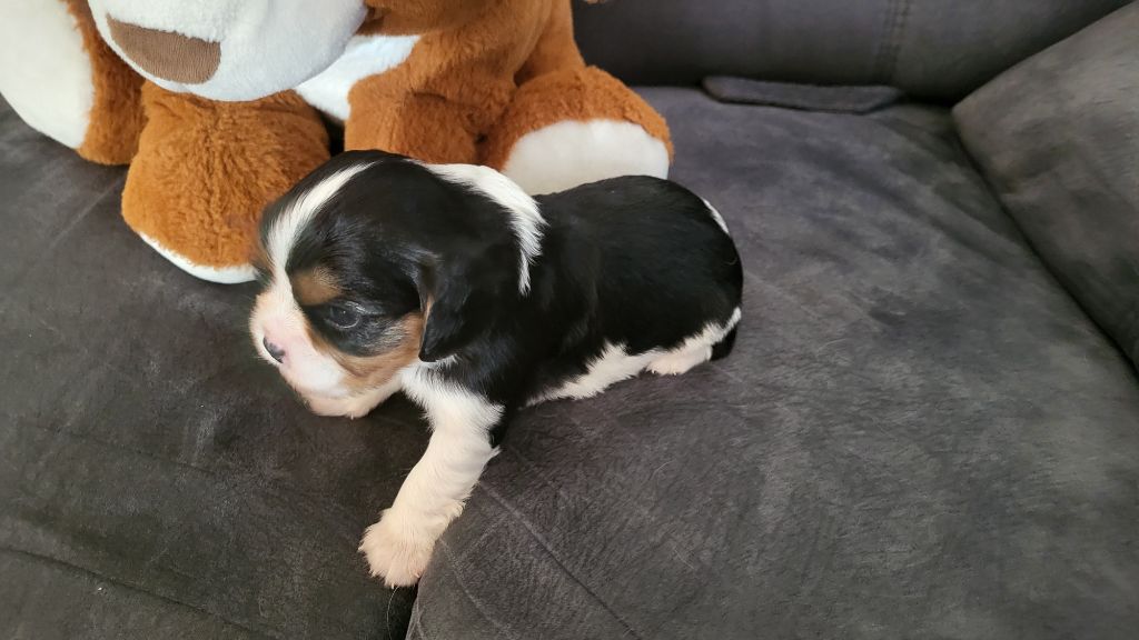 Du domaine du krittwald - Chiots disponibles - Cavalier King Charles Spaniel