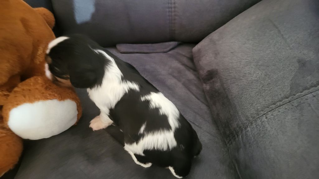 Du domaine du krittwald - Chiots disponibles - Cavalier King Charles Spaniel