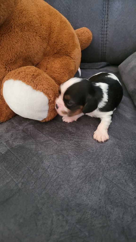 Du domaine du krittwald - Chiots disponibles - Cavalier King Charles Spaniel