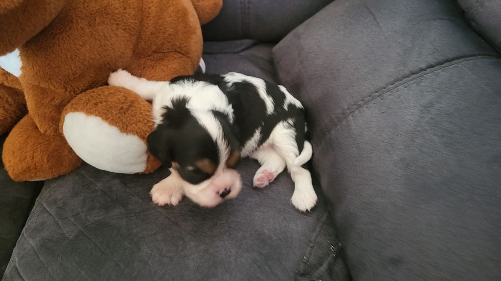 Du domaine du krittwald - Cavalier King Charles Spaniel - Portée née le 21/09/2025