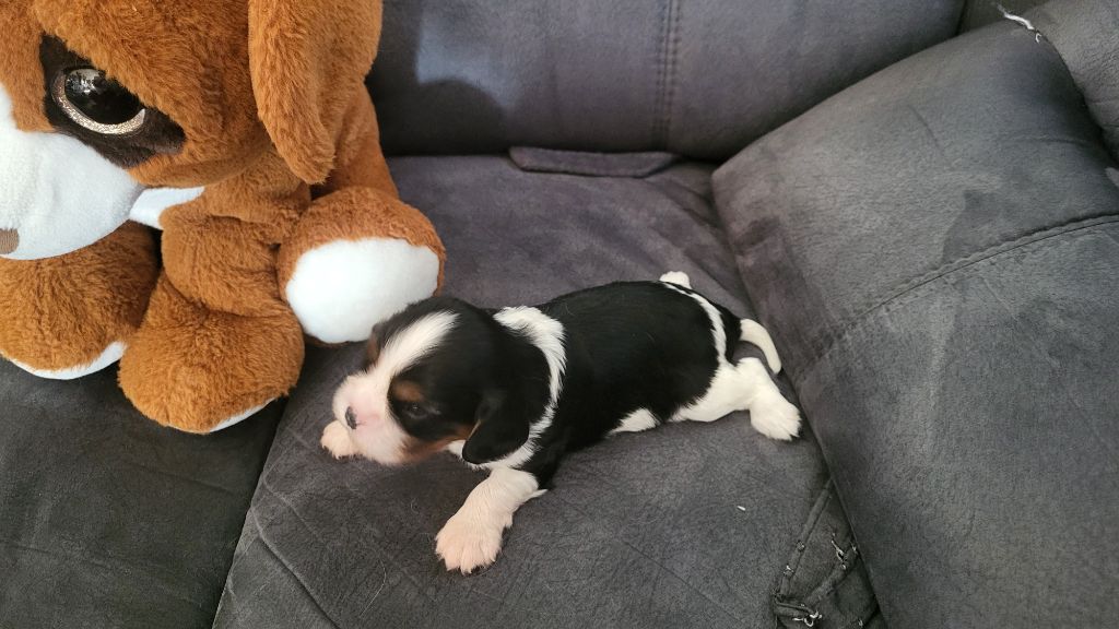 Du domaine du krittwald - Chiots disponibles - Cavalier King Charles Spaniel